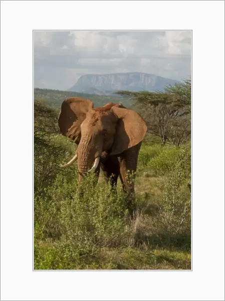 African Elephant, Loxodonta africana, in Samburu GR, Kenya