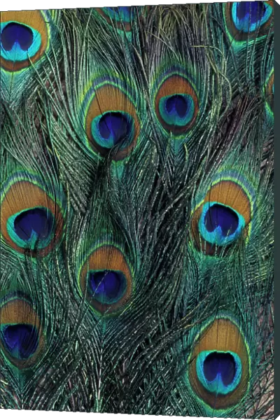 Peacock feather design