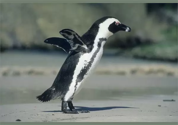 African Penguin, (Spheniscus demersus), coming ashore, Cape Peninsula, South Africa