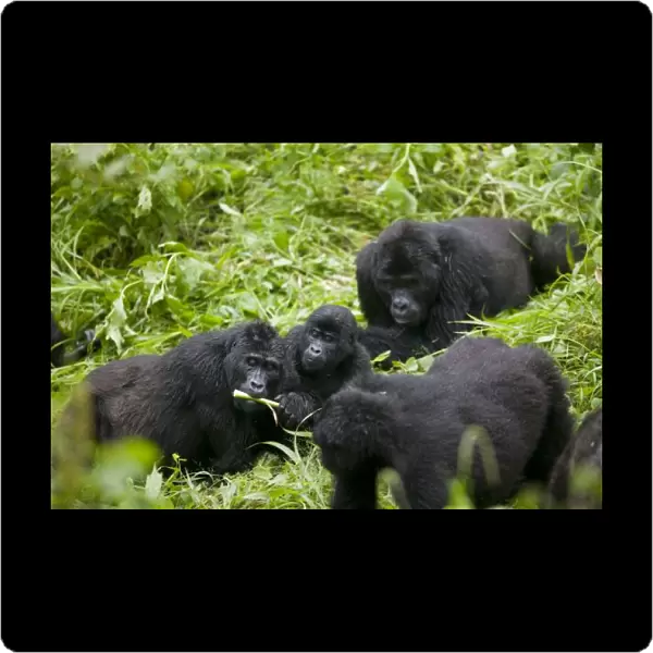 Africa, Uganda, Bwindi Impenetrable National Park, Mountain Gorilla troupe (Gorilla