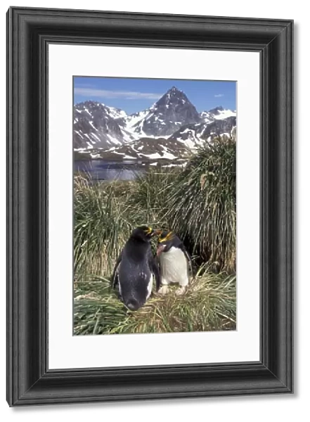 Antactic, South Georgia Island, Cooper Bay, Macaroni penguin couple on tussock grass