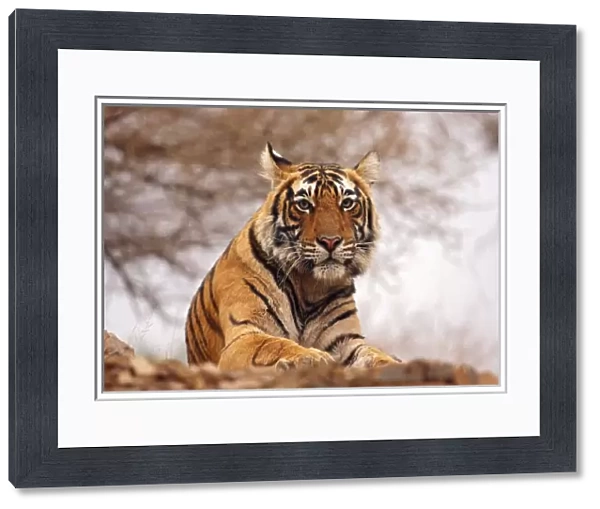 Royal Bengal Tiger - a close up, Ranthambhor National Park, India