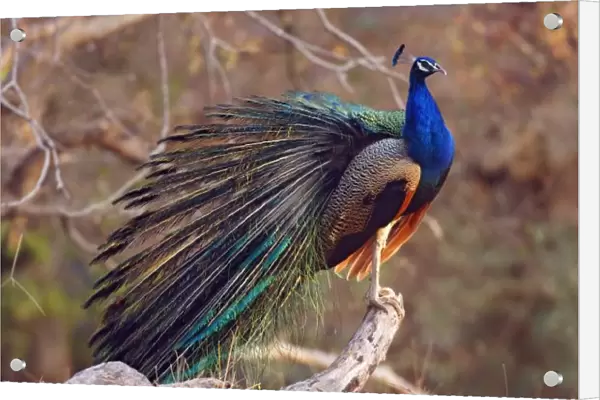 Indian Peacock with partially open feathers, Ranthambhor National Park, India
