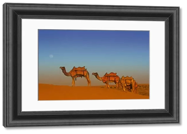 Thar desert, Rajasthan India. Camels along the sandunes at moon rise in the Thar desert