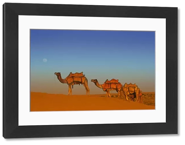 Thar desert, Rajasthan India. Camels along the sandunes at moon rise in the Thar desert
