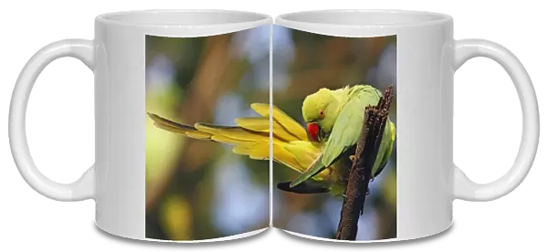 Roseringed Parakeet