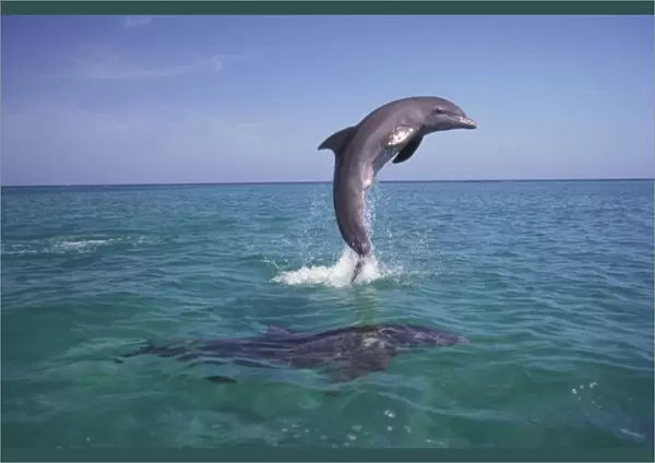 Caribbean, Bottlenose dolphins (Tursiops truncatus)