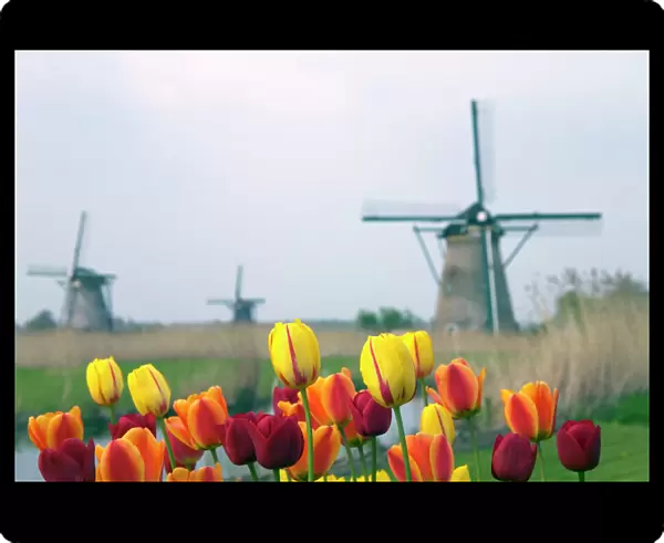 Windmills and tulips
