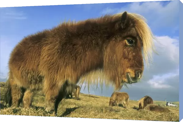 Shetland Pony, mainland Shetland Islands, stongest horse for size, Scotland, UK