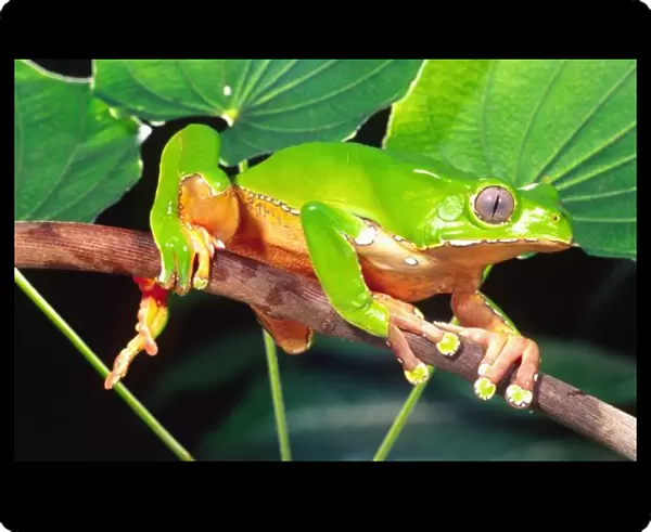Giant Bicolor Monkey Treefrog