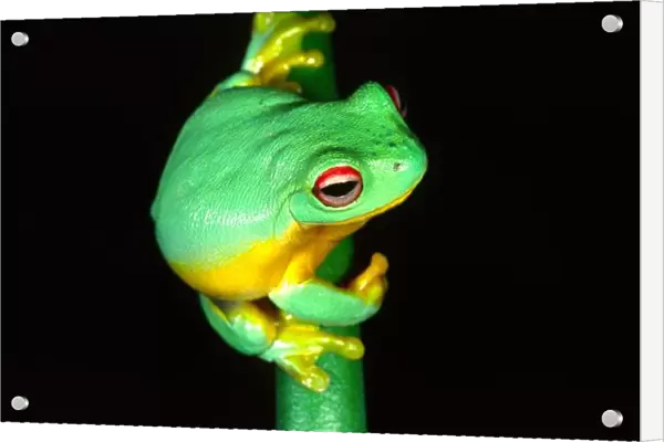 Australian Red Eye Treefrog, Litoria chloris, Native to Eastern Australia