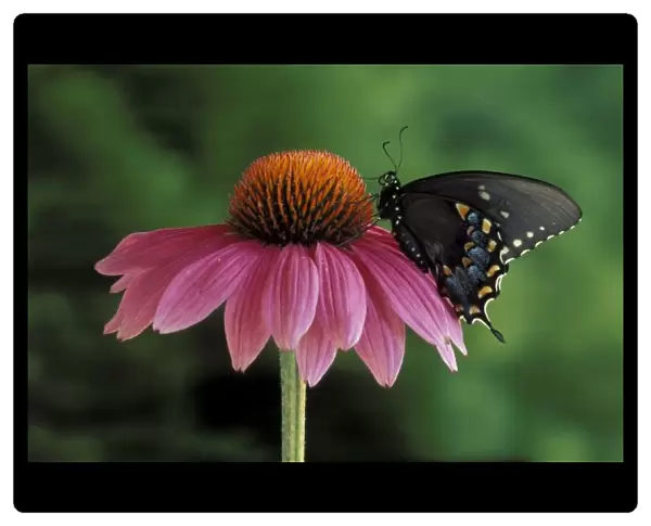 Michigan, Rochester. Spicebush Swallowtail on Mullin (Papilio troilus)