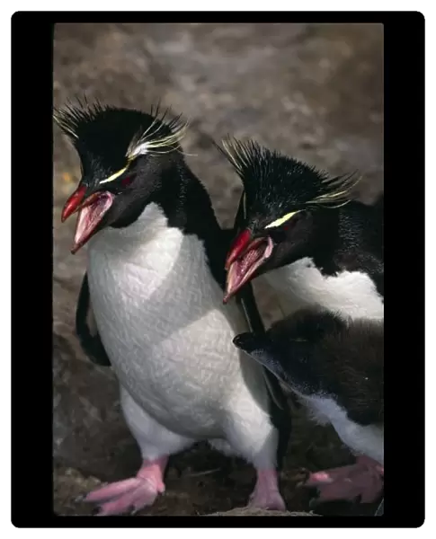 Atlantic Ocean, Falkland Islands. Rockhopper Penguins (Eudyptes chrysocome) with
