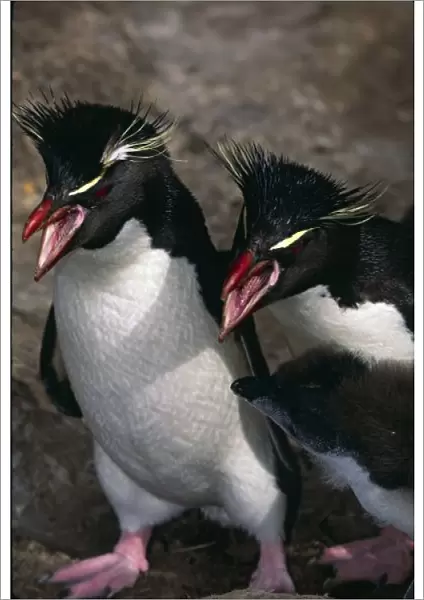 Atlantic Ocean, Falkland Islands. Rockhopper Penguins (Eudyptes chrysocome) with