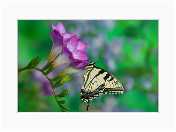 Eastern Tiger Swallowtail on Fresia - Sammamish Washington
