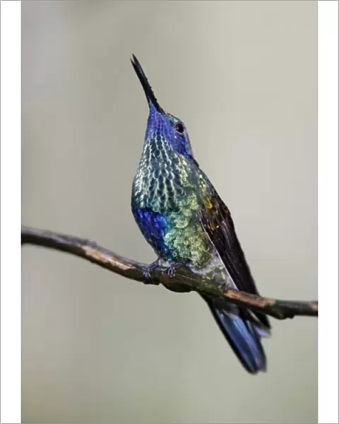 Ecuador, Tandayapa Bird Lodge. Sparkling violet-ear hummingbird singing in the rain