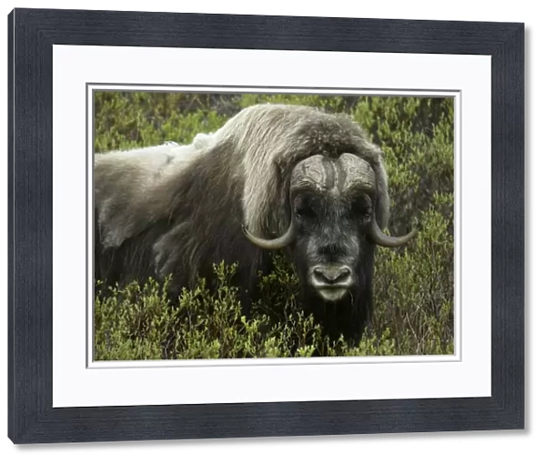 USA, Alaska, Nome. Close-up of musk ox standing in bushes. Credit as: Arthur Morris