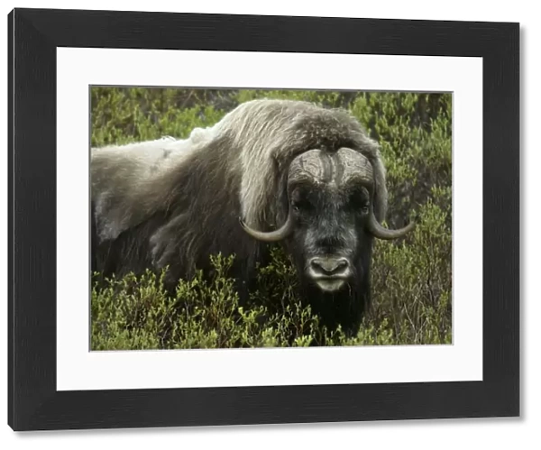 USA, Alaska, Nome. Close-up of musk ox standing in bushes. Credit as: Arthur Morris