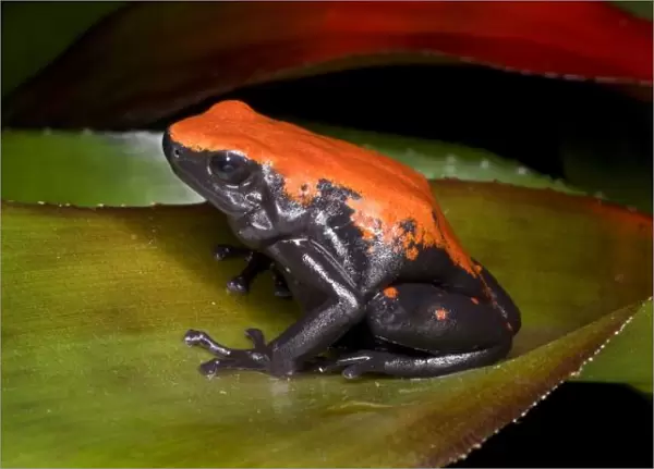 South America, Brazil. Close-up of a variety of poison dart frog on leaf