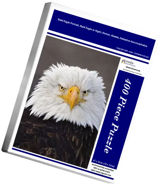Bald Eagle Portrait, Bald Eagle in flight, Homer, Alaska, Haliaetus leucocephalus