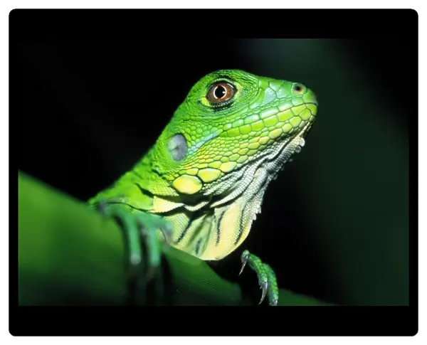 CENTRAL AMERICA, Panama, Borro Colorado Island Green Iguana (Iguana iguana)