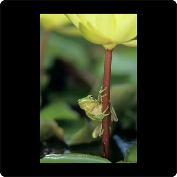 Green Treefrog, Hyla cinerea, adult on yellow waterlily, Welder Wildlife Refuge, Sinton