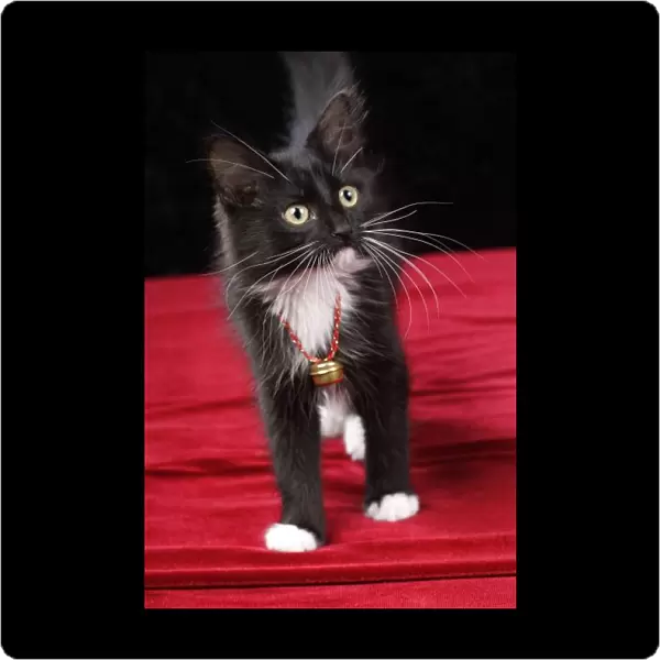 Black & white short-haired kitten, 2 1  /  2 months old