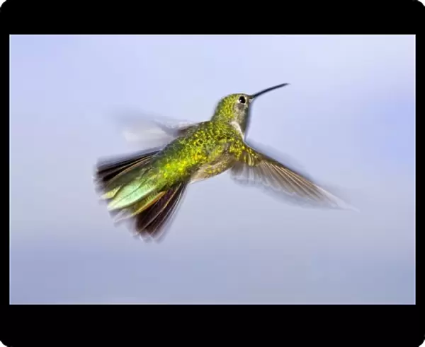 USA, Colorado, Summit County, Heeney. Back view close-up of female rufous hummingbird in flight