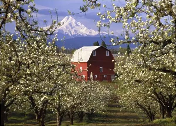 N. A. USA, Oregon, Hood River County. Red barn in pear orchard in spring with Mt