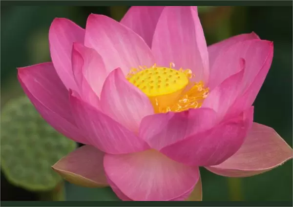 Franklin NC, Perrys Water Garden, Lotus blossom