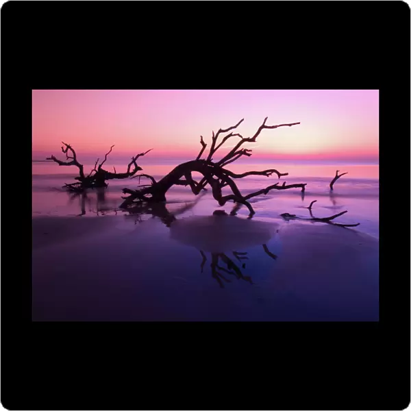 GA Jekyll Island, Tree graveyard on beach at twilight