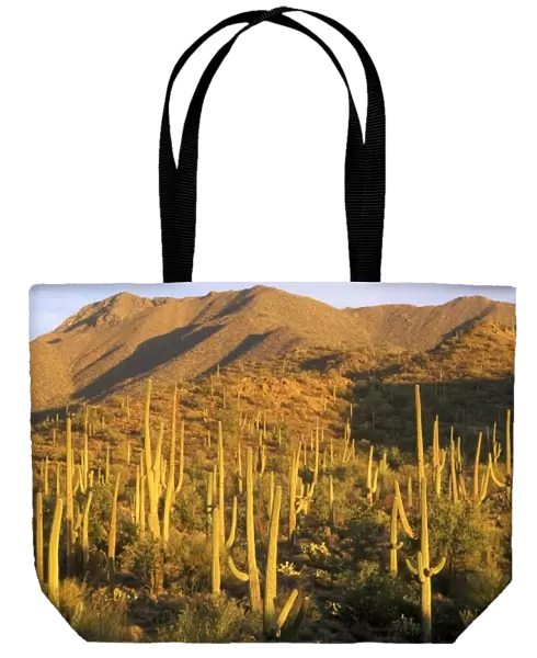 Saguaro cactus in Saguaro National Park near Tucson, Arizona