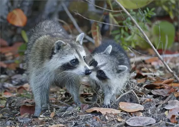 USA, Florida, Sanibel, Ding Darling National Wildlife Refuge. Young raccoon kissing adult