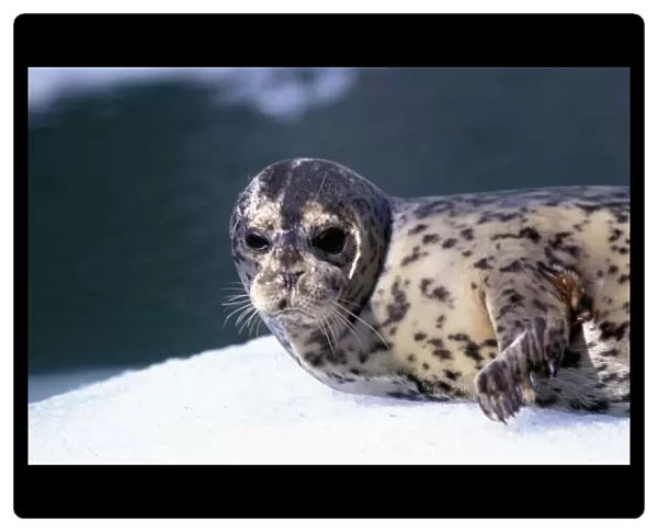 U. S. A. Alaska, Le Conte Glacier Close-up of baby harbor seal