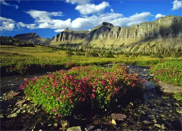 Monkeyflowers at Logan Pass in Glacier National Park in Montana