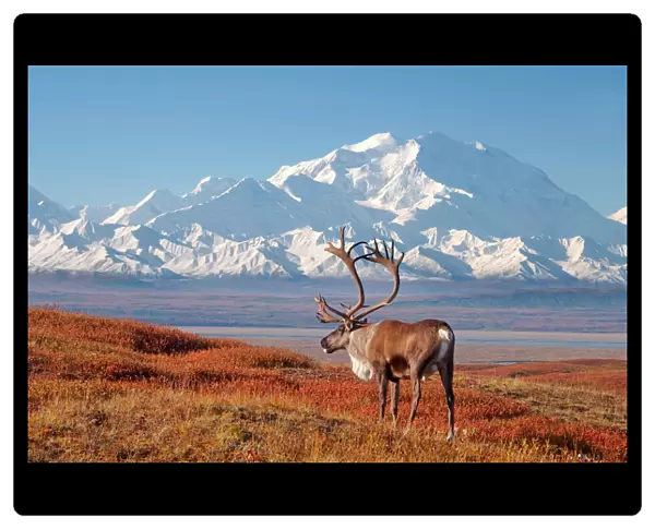 caribou, Rangifer tarandus, bull in fall colors with Mount McKinley in the background