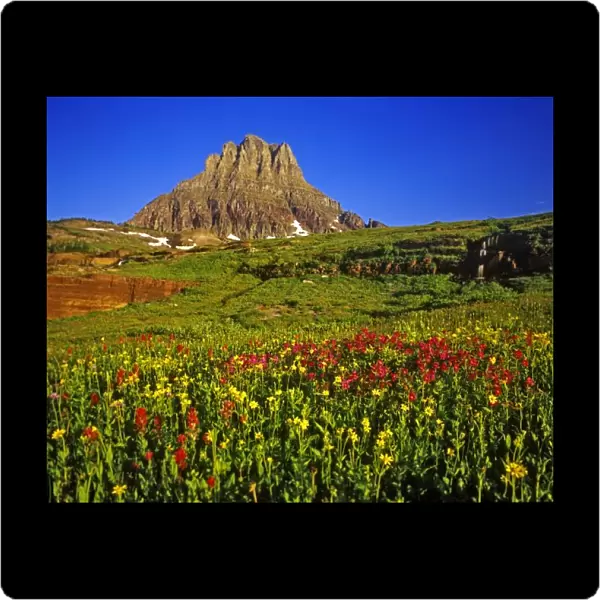Alpine wildflowers at Logan Pass in Glacier National Park in Montana