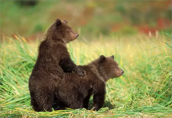 brown bear, Ursus