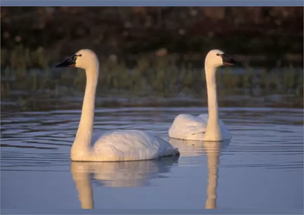 Whistling swan or tundra swan, swimming in the 1002 coastal plain of the Arctic National