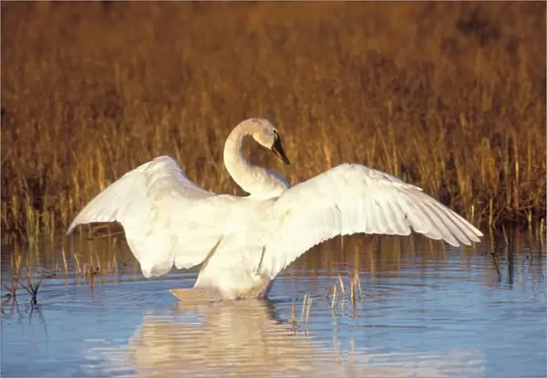 Whistling swan or tundra swan, stretching its wings on the 1002 coastal plain of