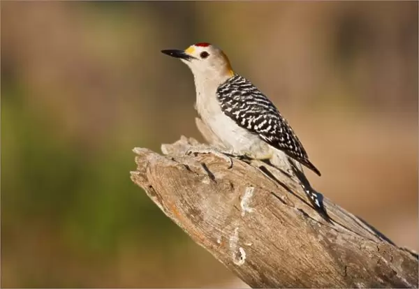 Starr Co. ranch, south Texas, USA, spring, golden-fronted woodpecker (Melanerpes