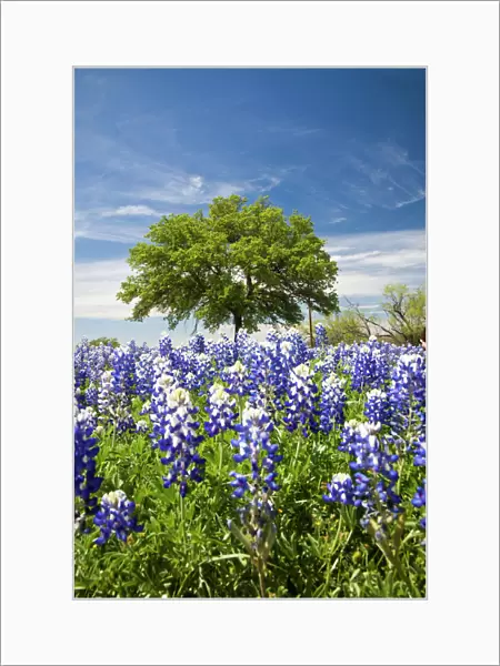 Texas bluebonnets(lupinus texensis) and oak tree, Texas, USA, North America