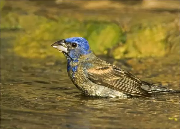 USA, Texas, Rio Grande Valley. Male blue grosbeak bathing