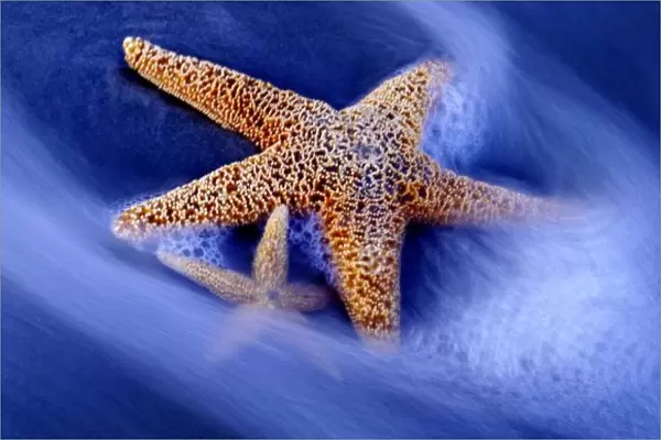 USA, South Carolina, Hilton Head Island. Two starfish on beach with ocean water swirling