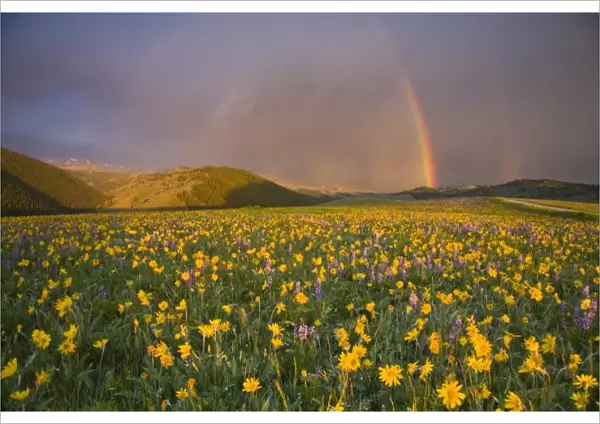 Spectacular wildflower meadow at sunrise in the Bighorn Mountains of Wyoming
