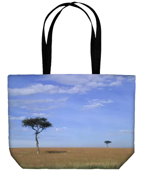 Acacia trees on vast grass plains, Msai Mara, Kenya