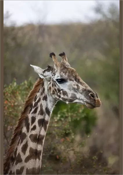 Msai Giraffe (Giraffe Tippelskirchi) as seen in the Masai Mara