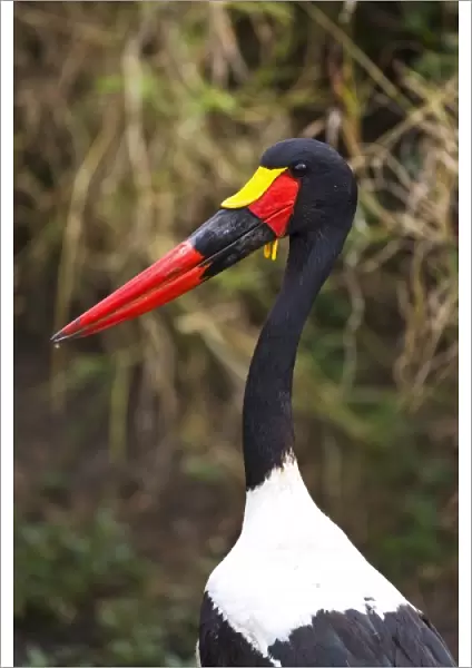 A Saddle-backed Stork standing in still water in the Msai Mara. (RF)