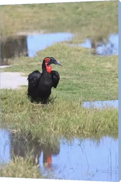 Southern Ground Hornbill in the delta