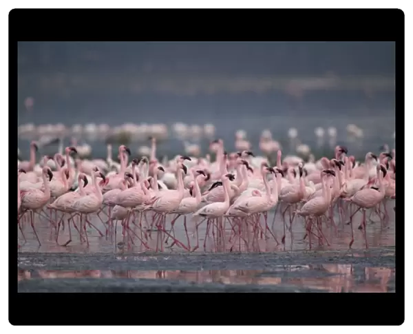Kenya, Lake Nakuru National Park, Lesser Flamingoes (Phoeniconaias minor) flock in